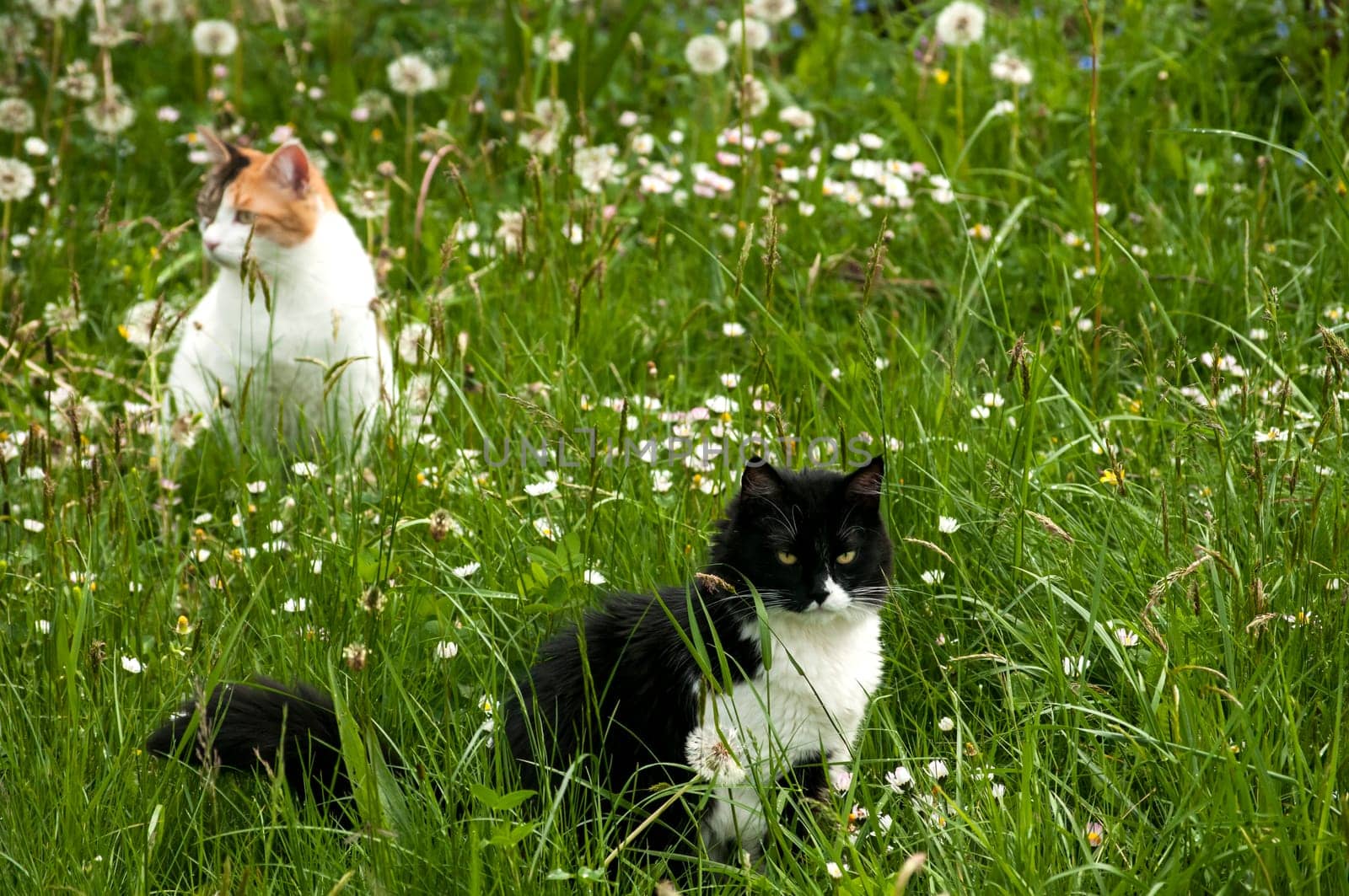 Two cats on rural spring meadow in sunny day