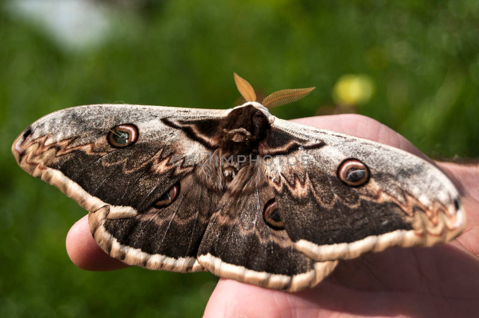 Giant Peacock Moth closeup on human hand in sunny day