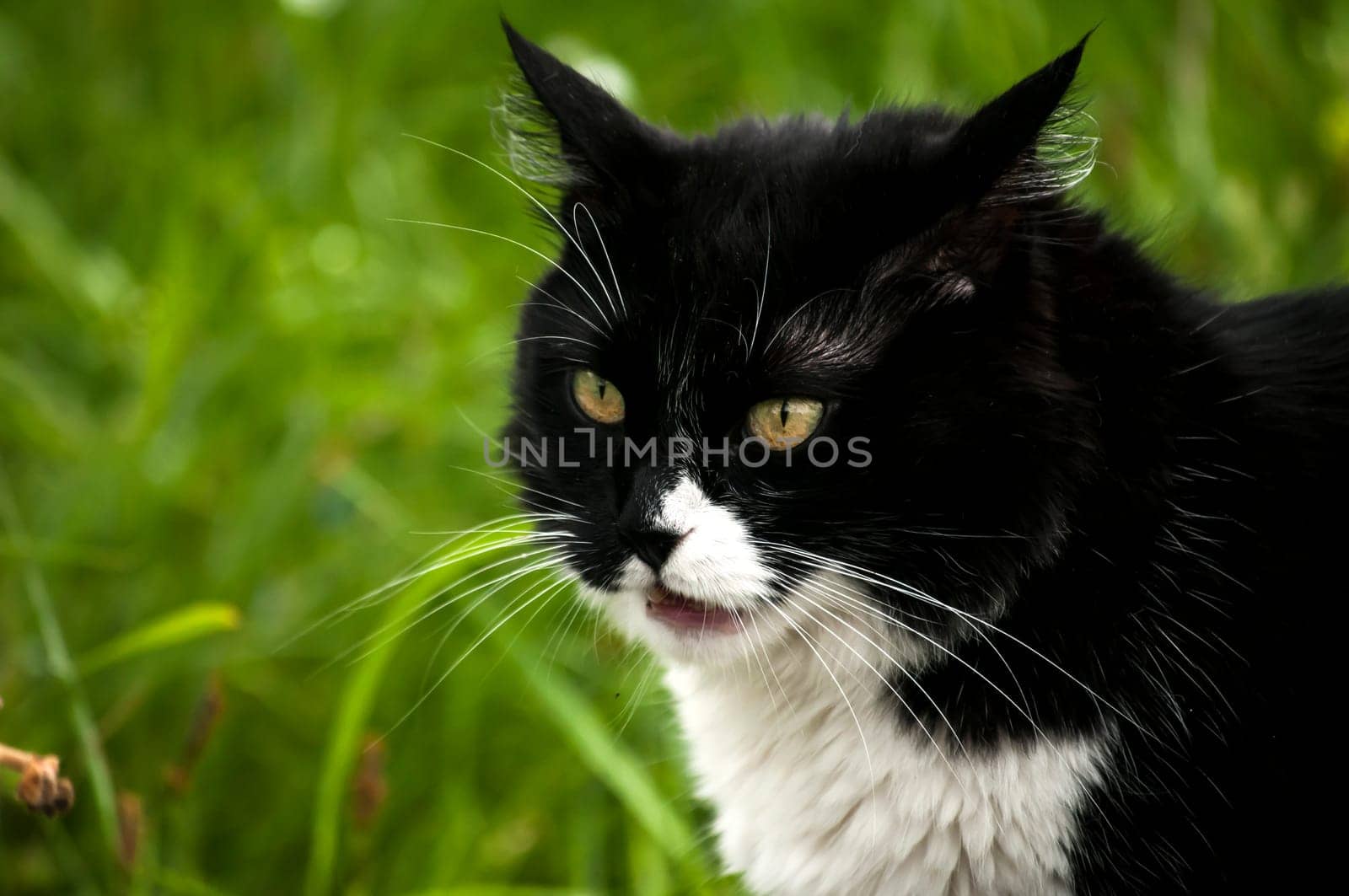 Black and white cat closeup on rural background