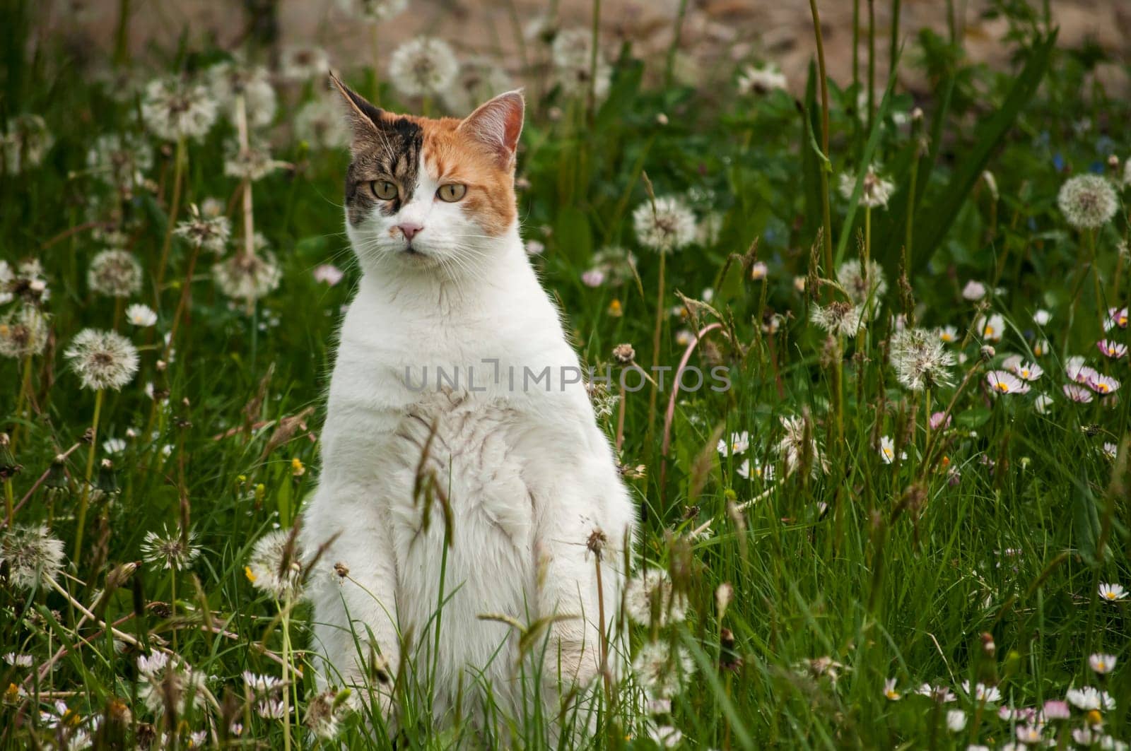 Cat among grass and plants on spring meadow