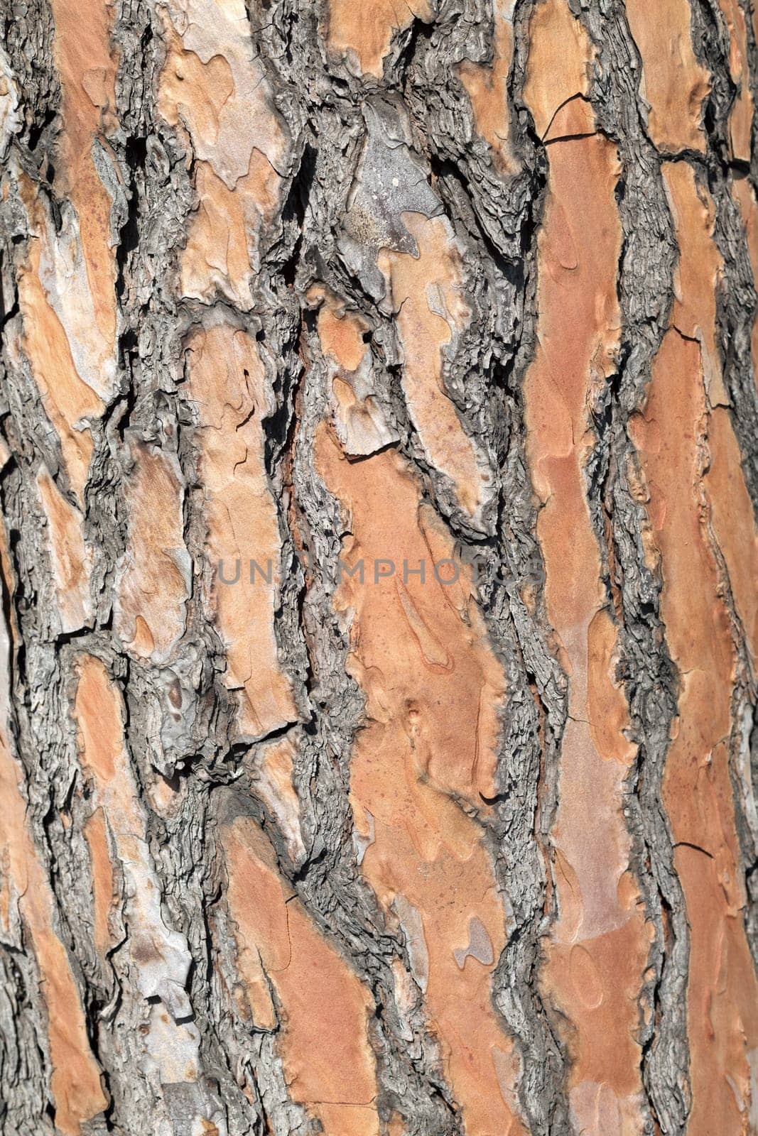 Living pine bark lit by the full afternoon sun