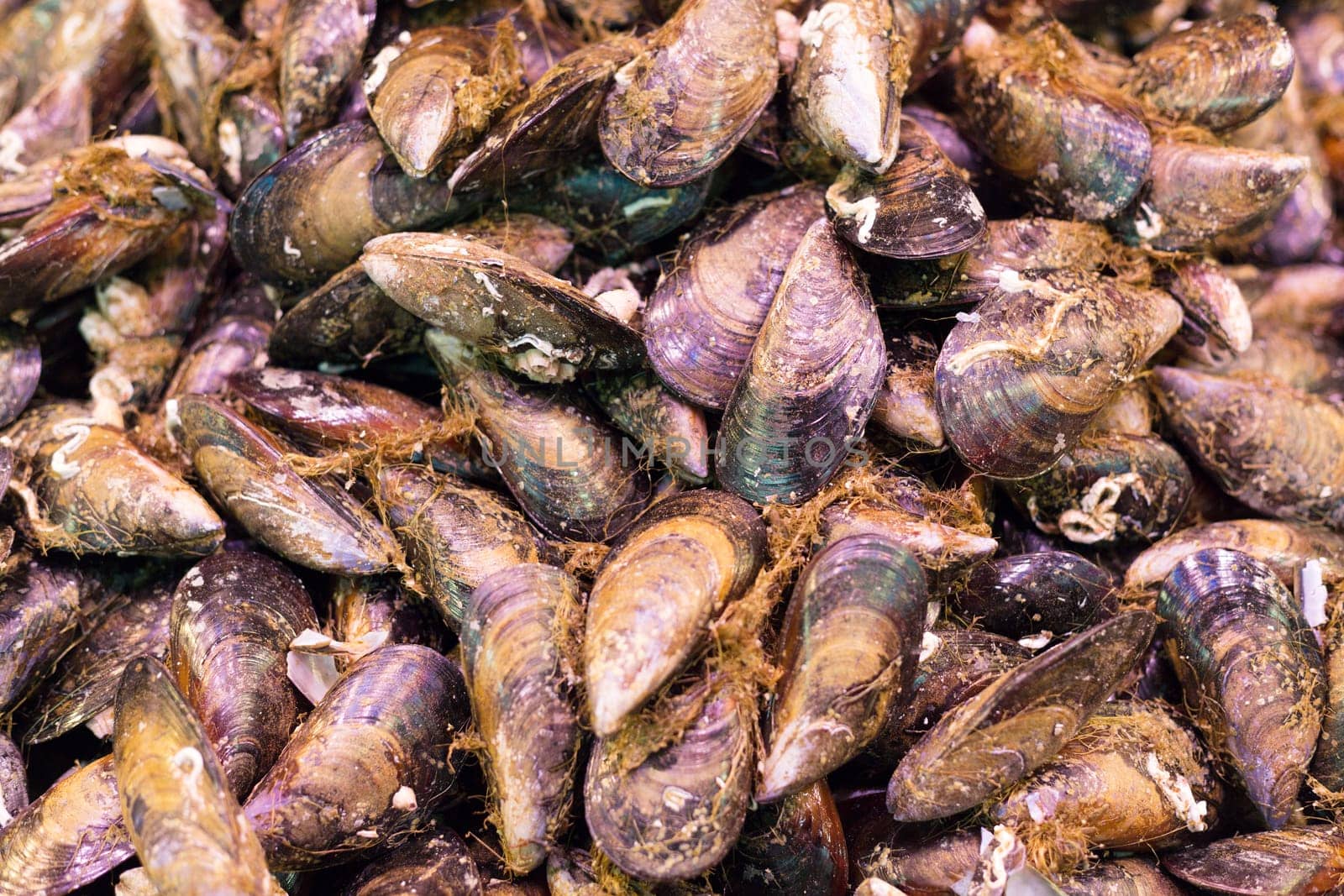 Background of fresh sea shells, Seafood.