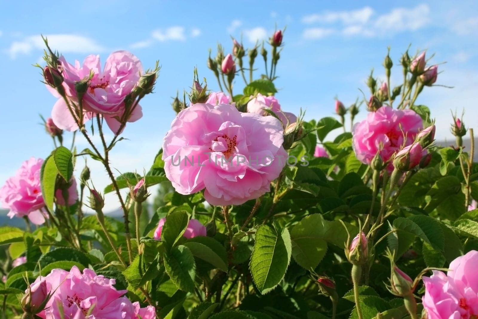 Beautiful pink roses at garden and trees