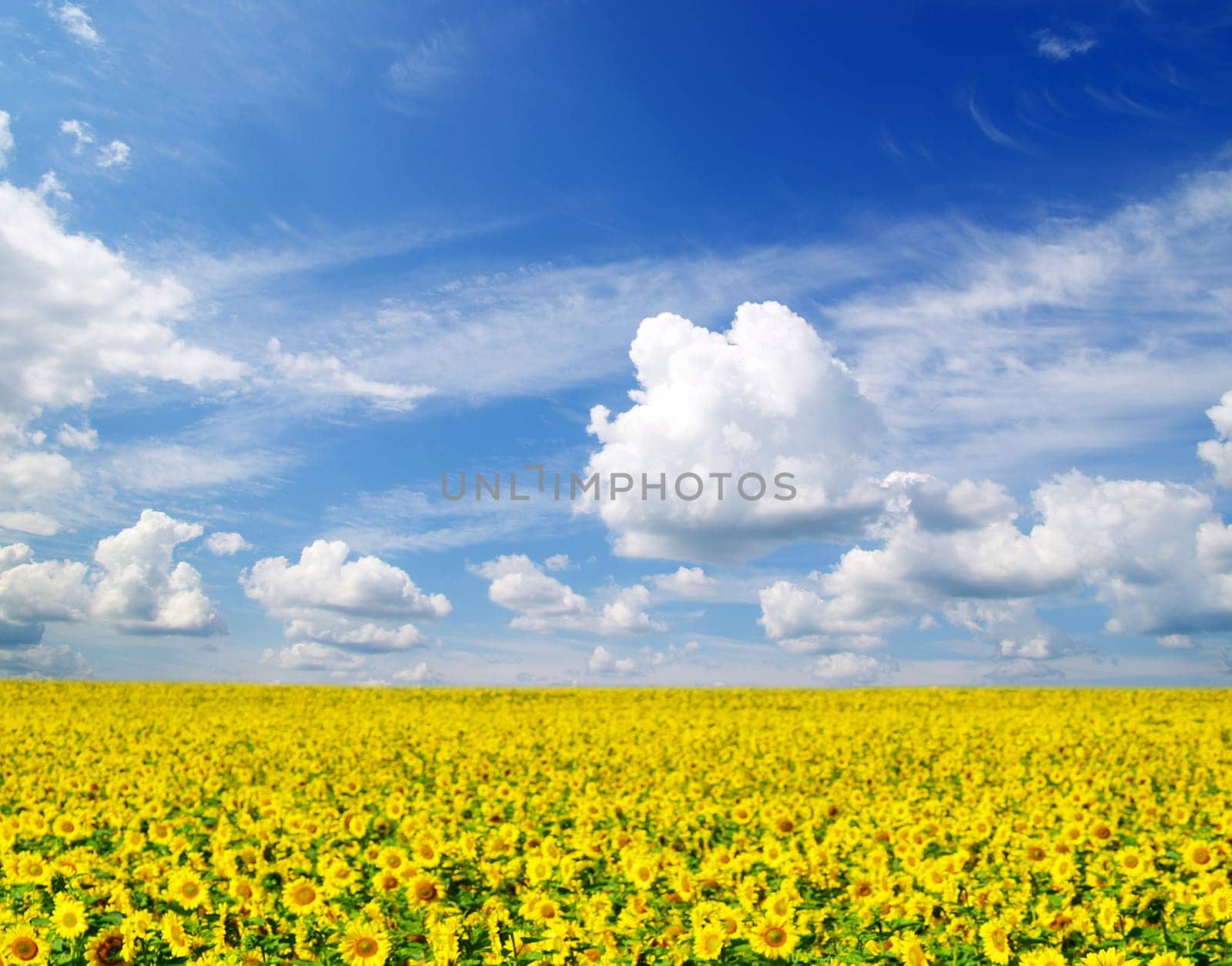 sunflower field over cloudy blue sky