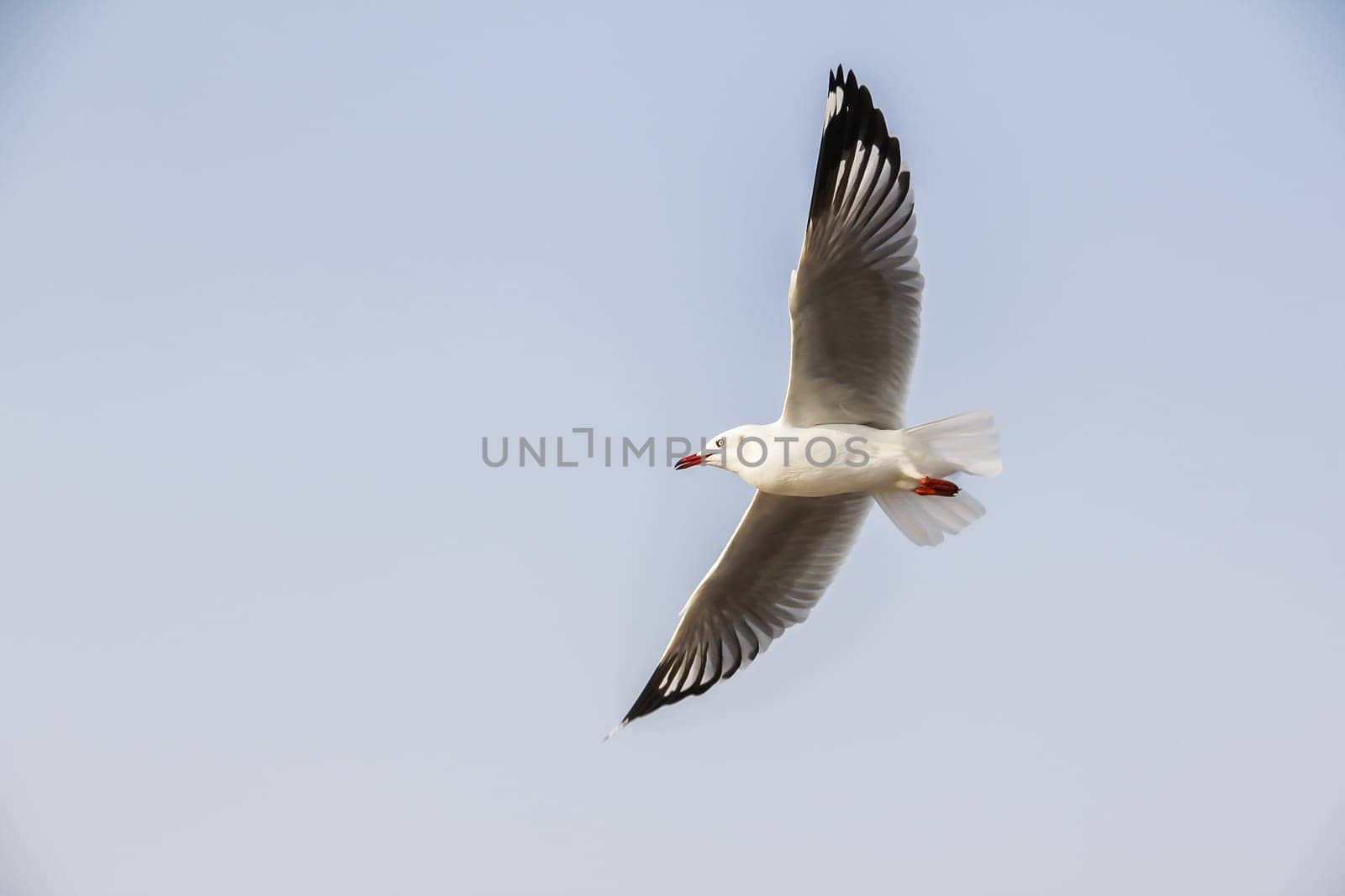 Seagull flying gracefully on the sky