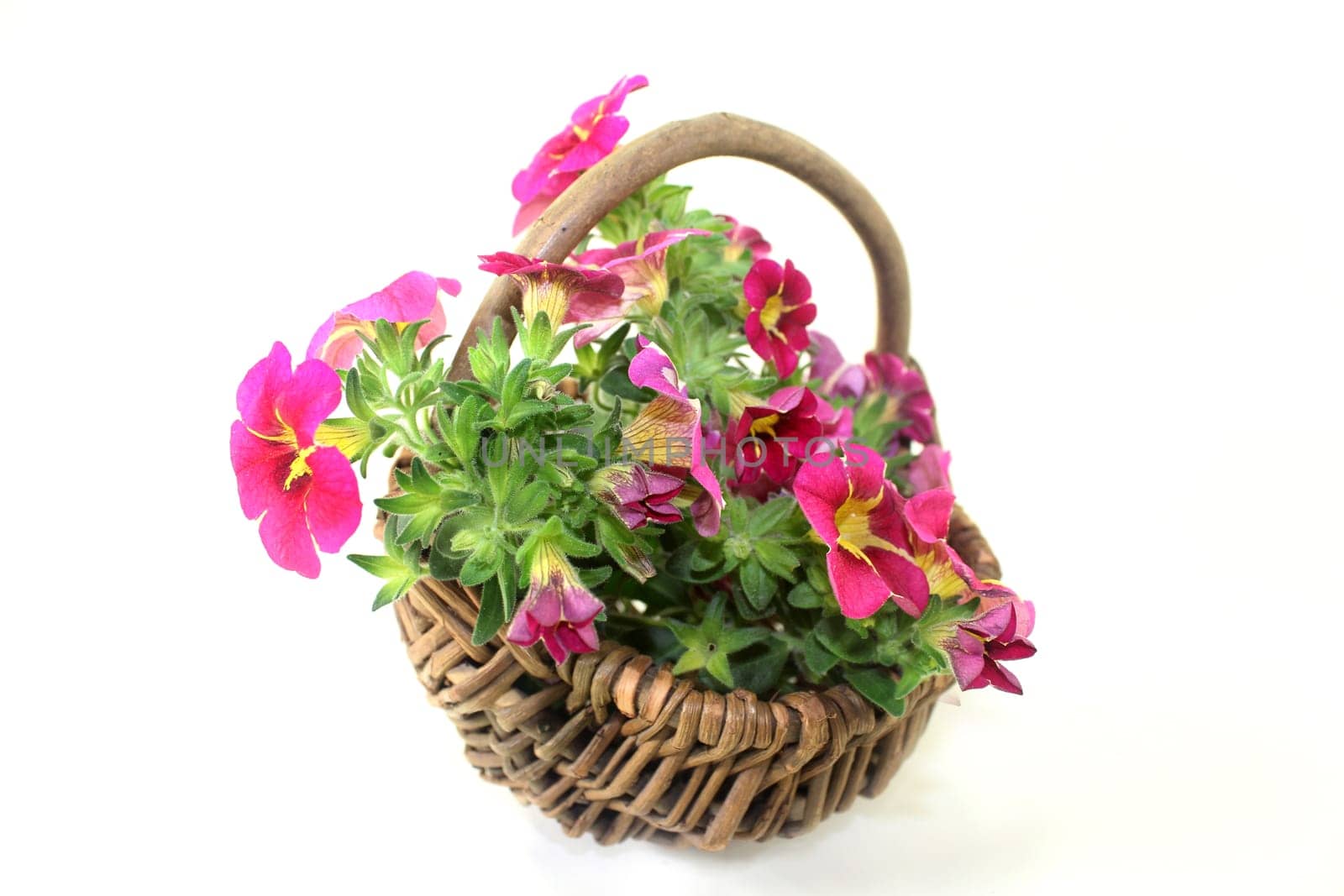 pink yellow petunias against a white background