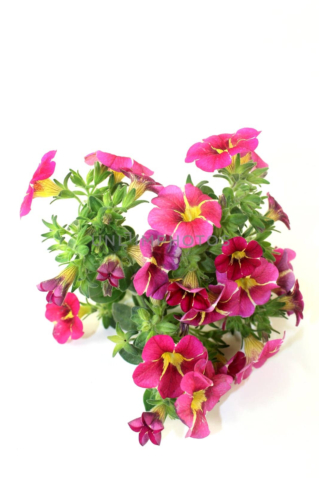 pink yellow petunias against a white background
