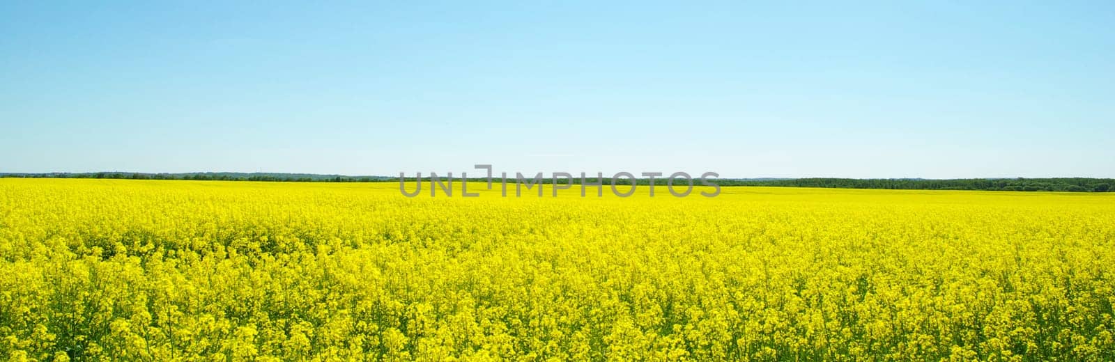 Rape field and clouds in sky
