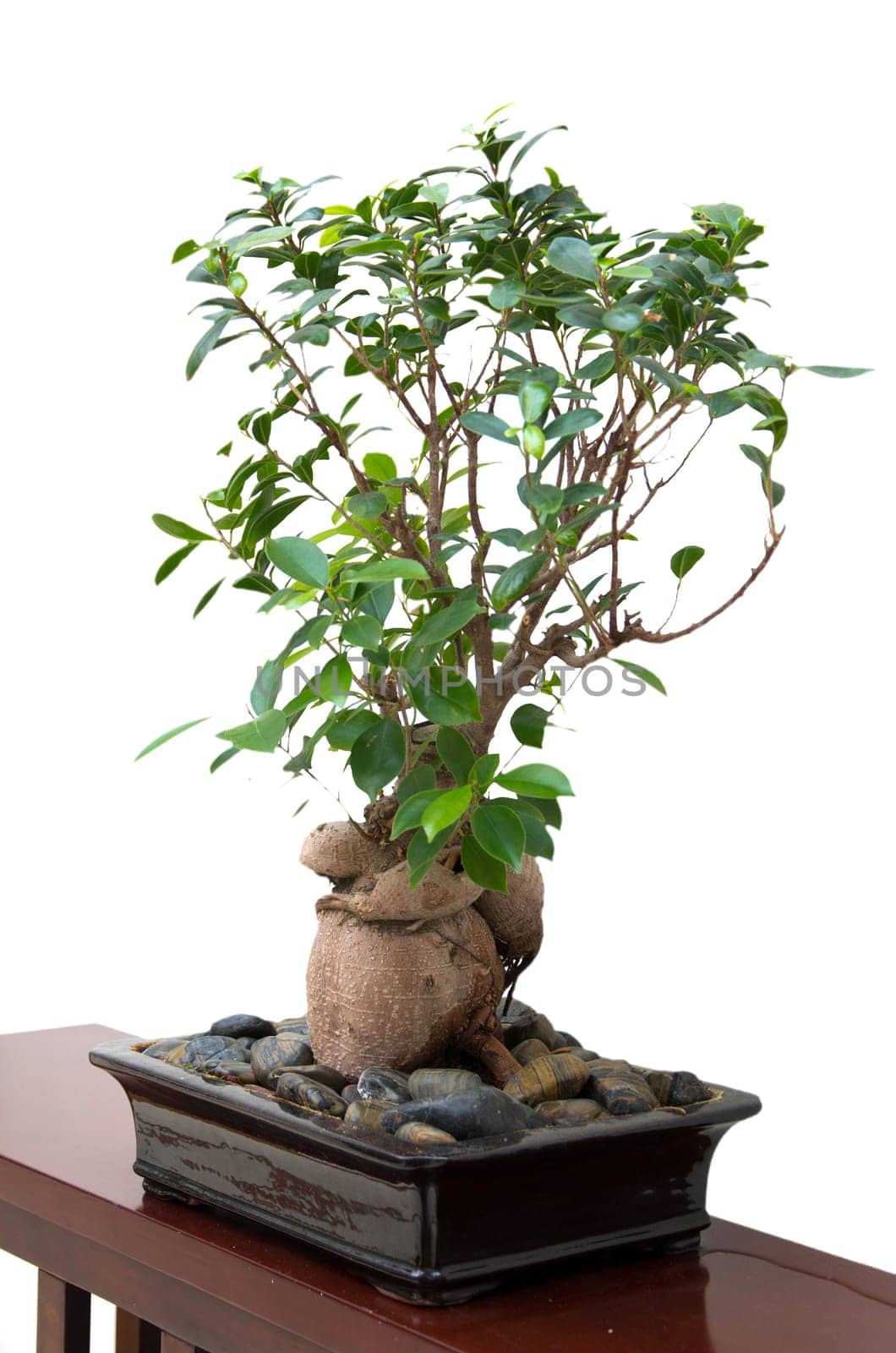 banyan tree with white background