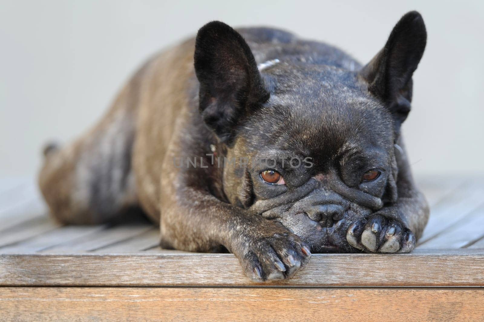 A close up shot of a french bulldog