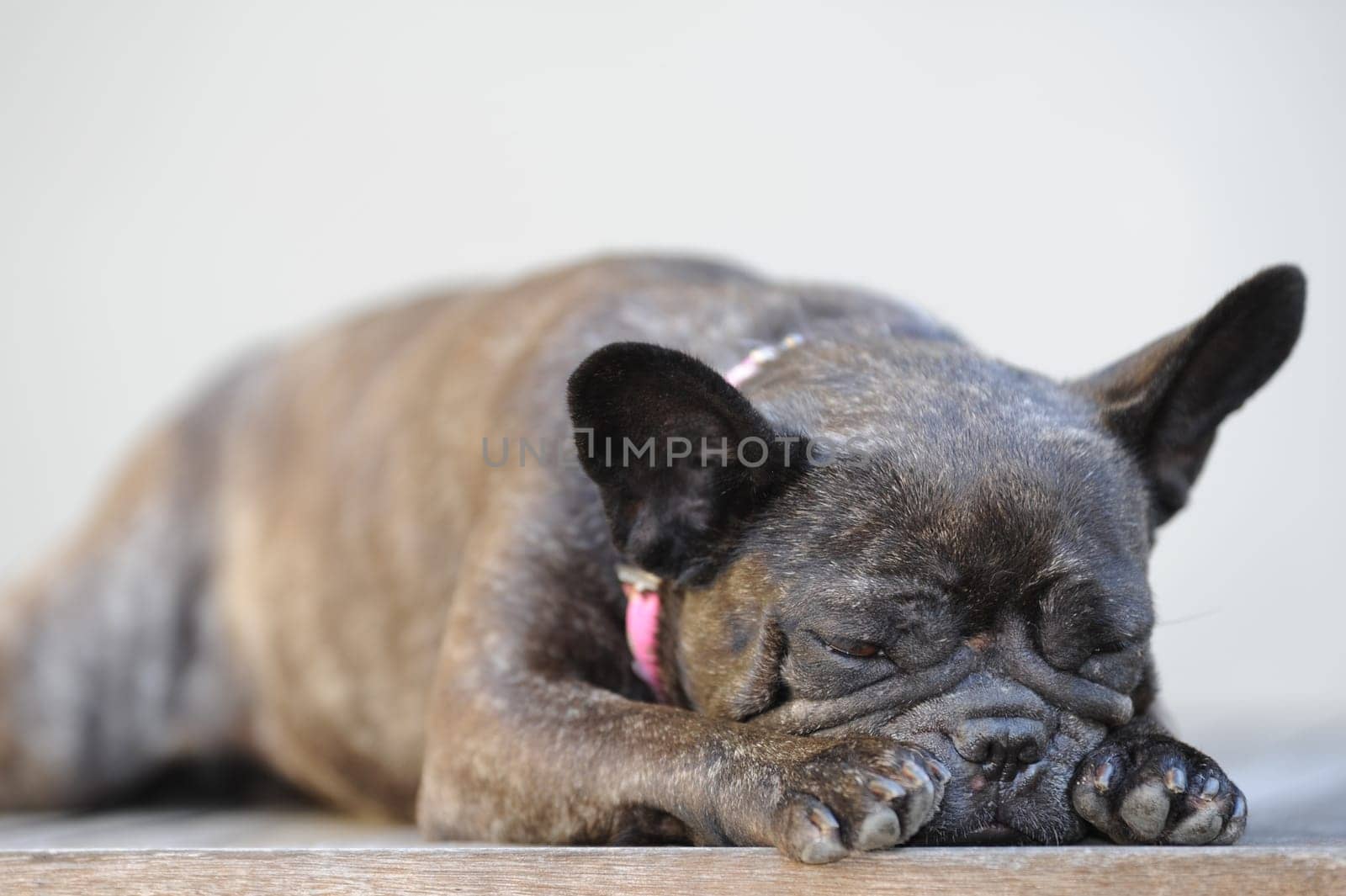 A close up shot of a french bulldog