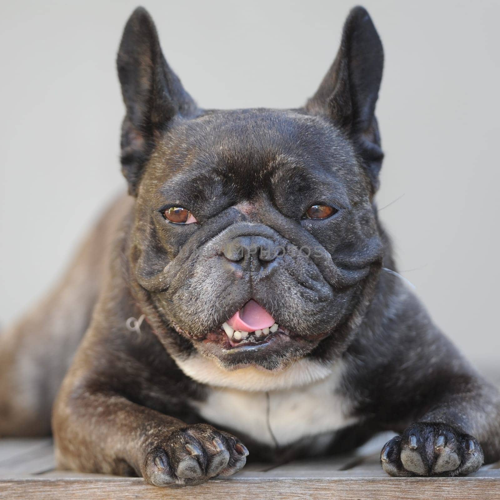 A close up shot of a french bulldog