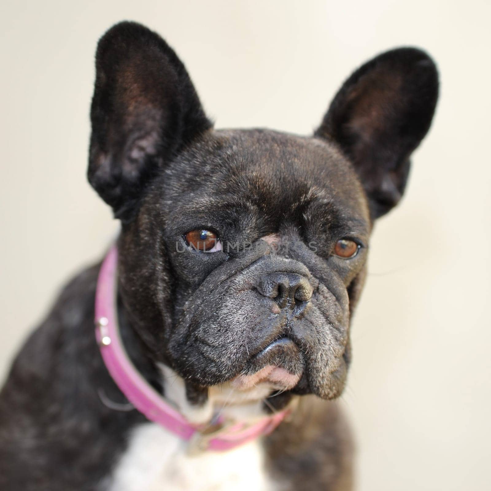 A close up shot of a french bulldog