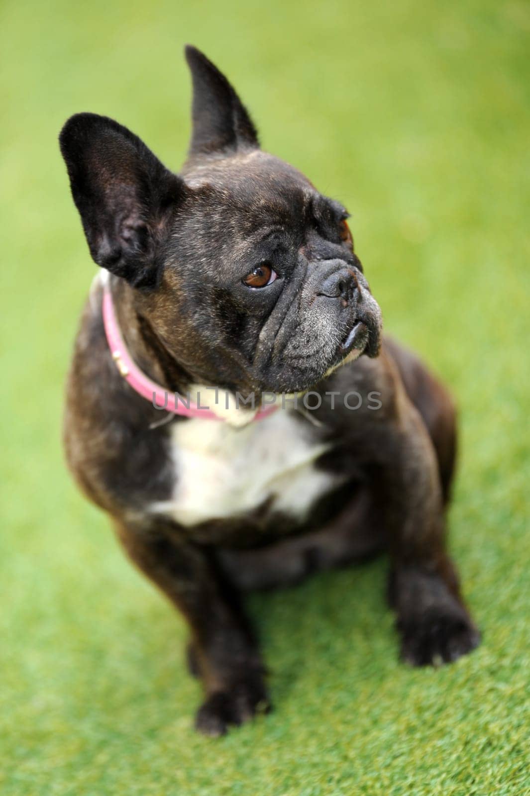 A close up shot of a french bulldog