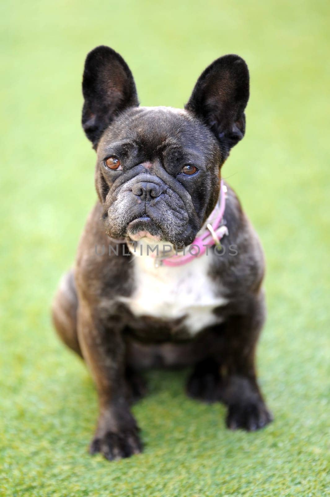 A close up shot of a french bulldog