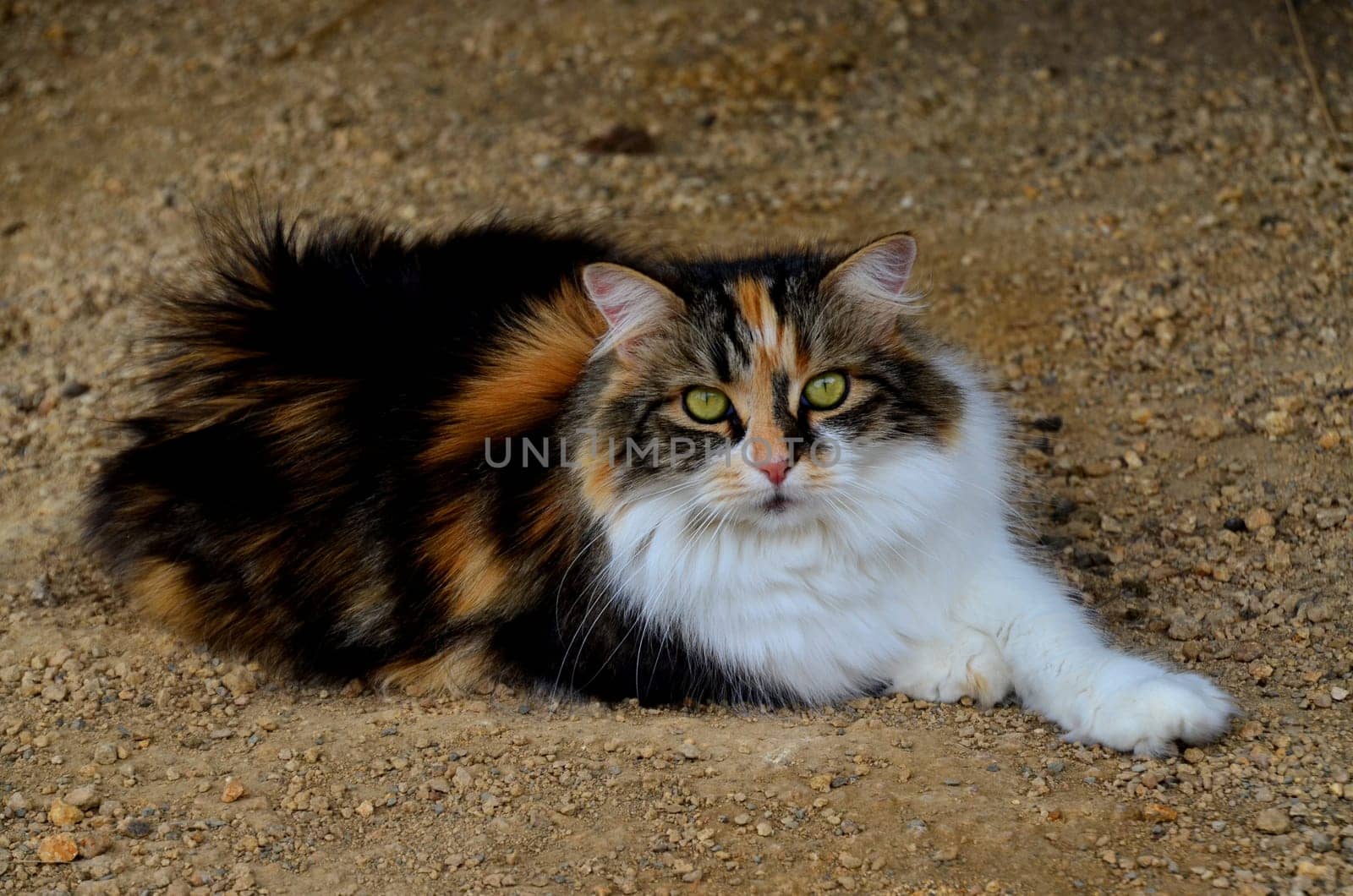 cat on the stone path