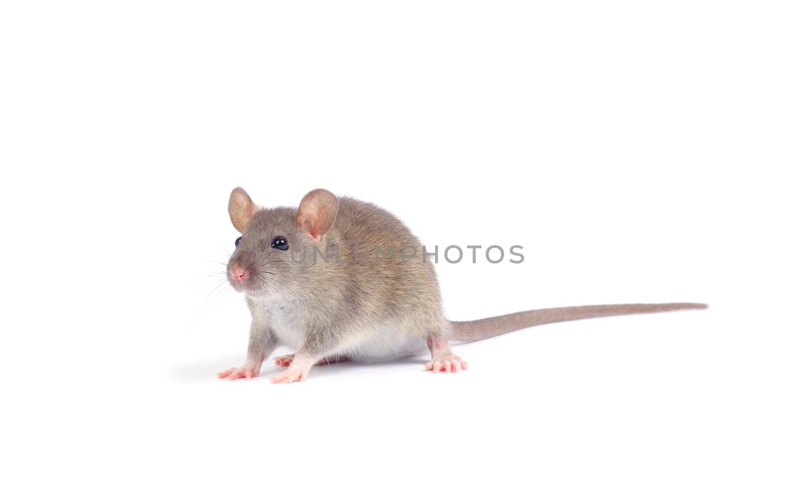 rat isolated on white background