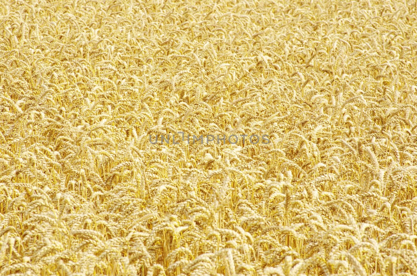 golden wheat field in summer