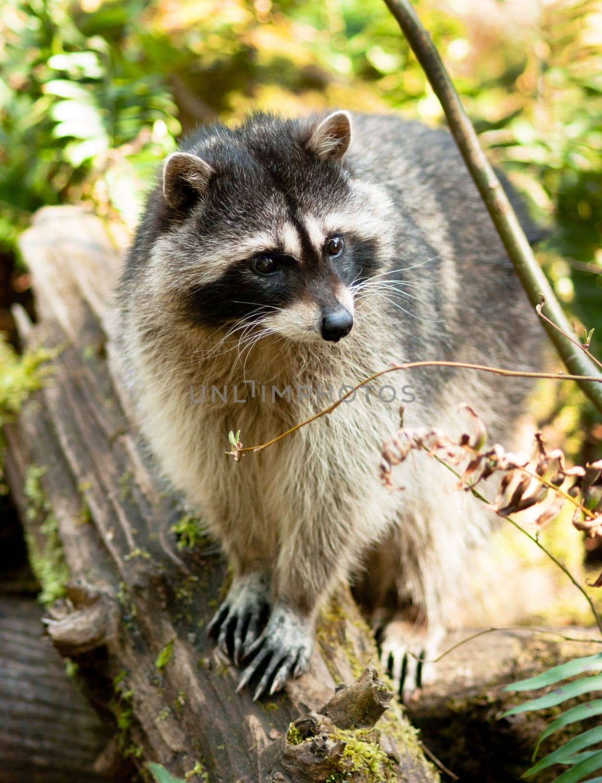 A Raccoon looks happy while stepping up onto a log in the woods