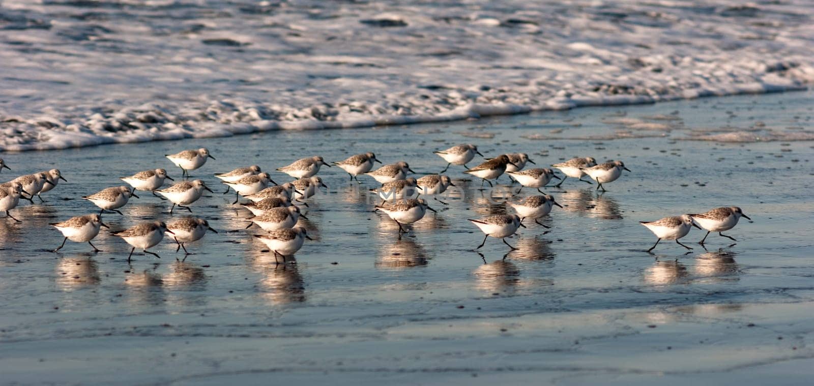 Sandpiers run in a group looking for food back and forth with the tide