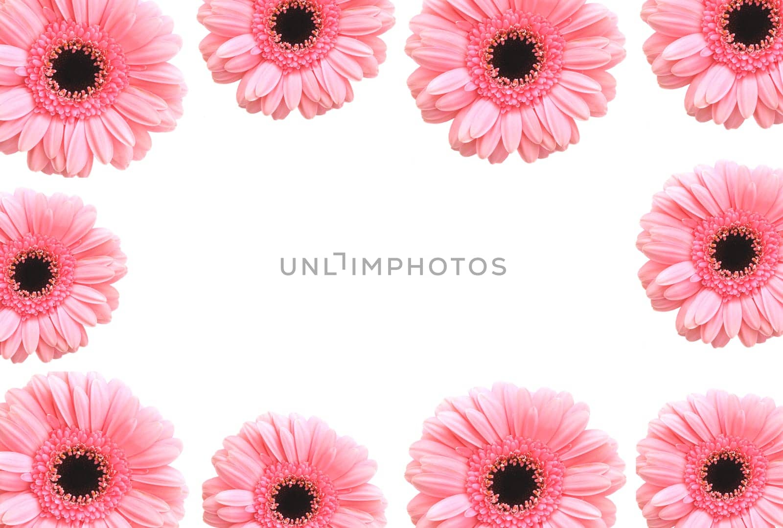 Gerbera