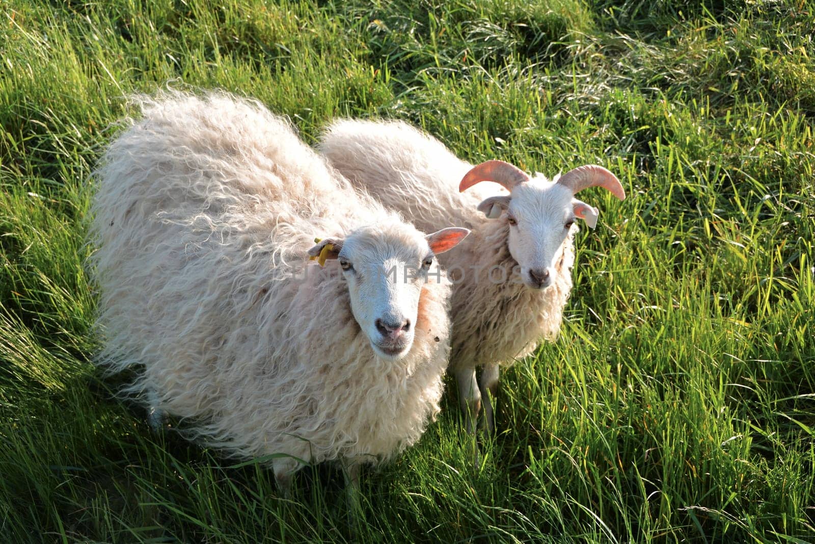 Sheep on a dike near Biederitz