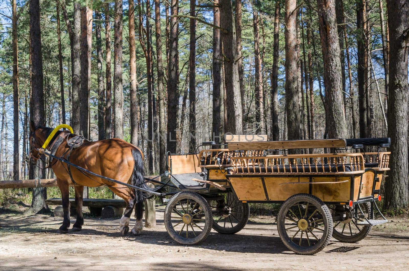 Horse-drawn carriage in close up