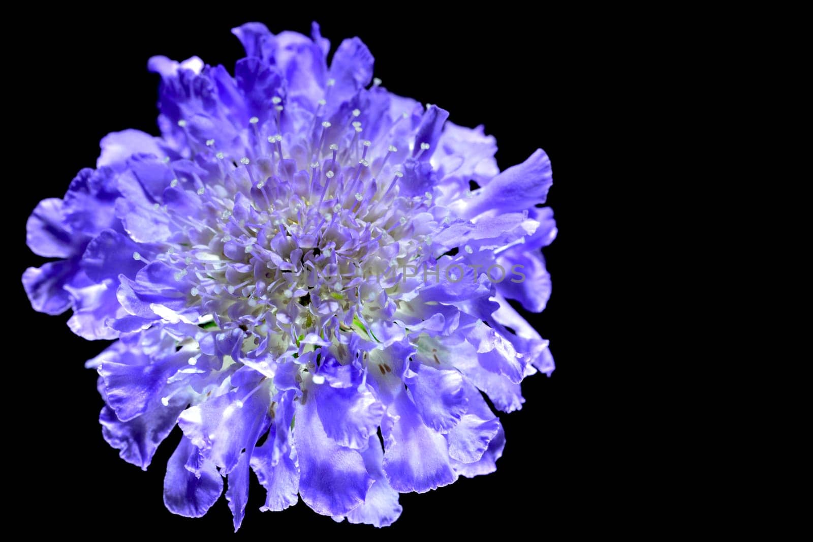 Scabiosa Columbaria