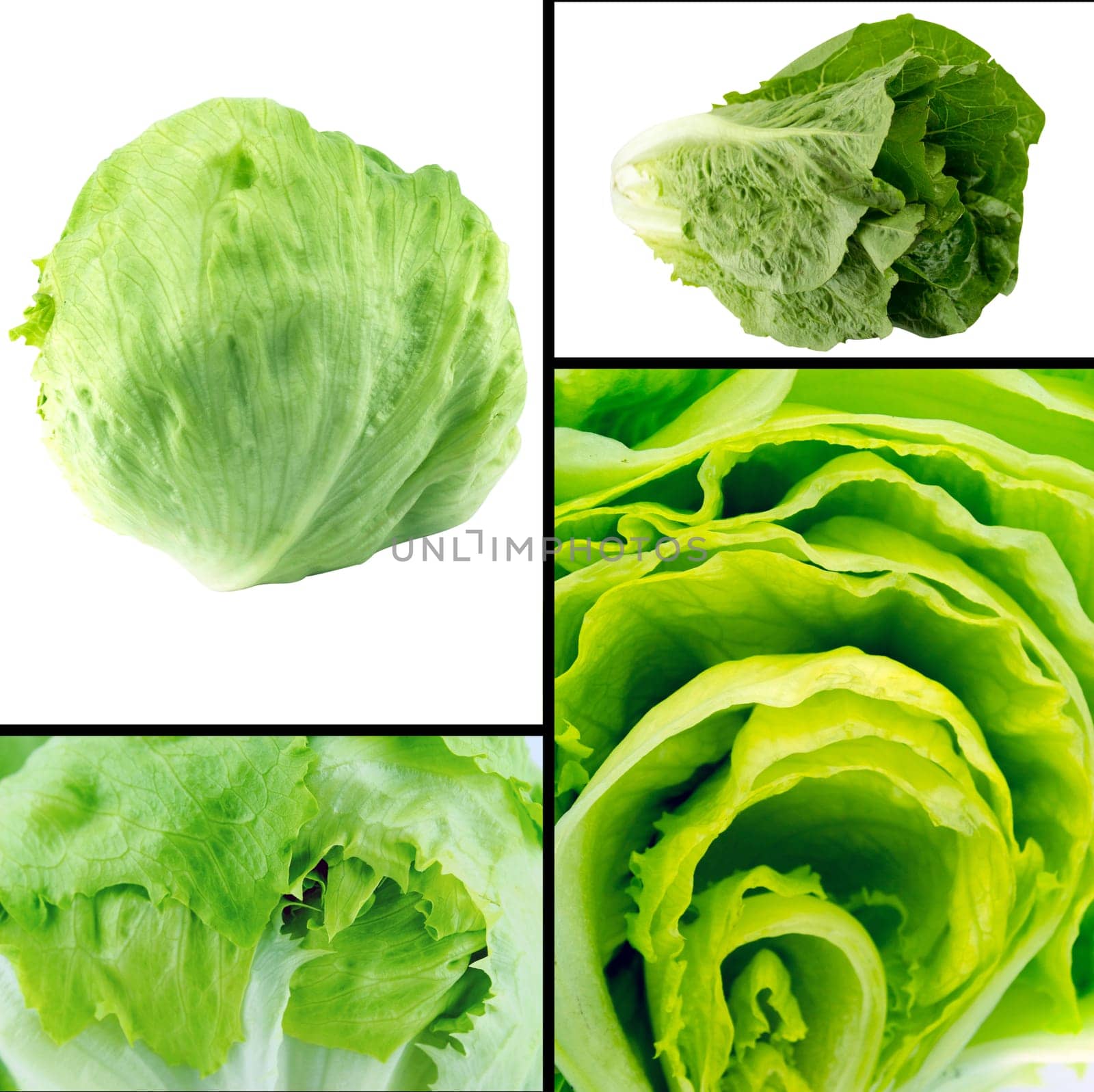 Healthy and organic food, Set of fresh  Green Iceberg lettuce.