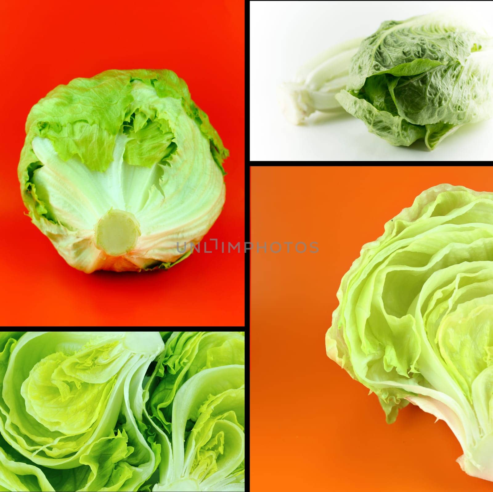 Healthy and organic food, Set of fresh  Green Iceberg lettuce.