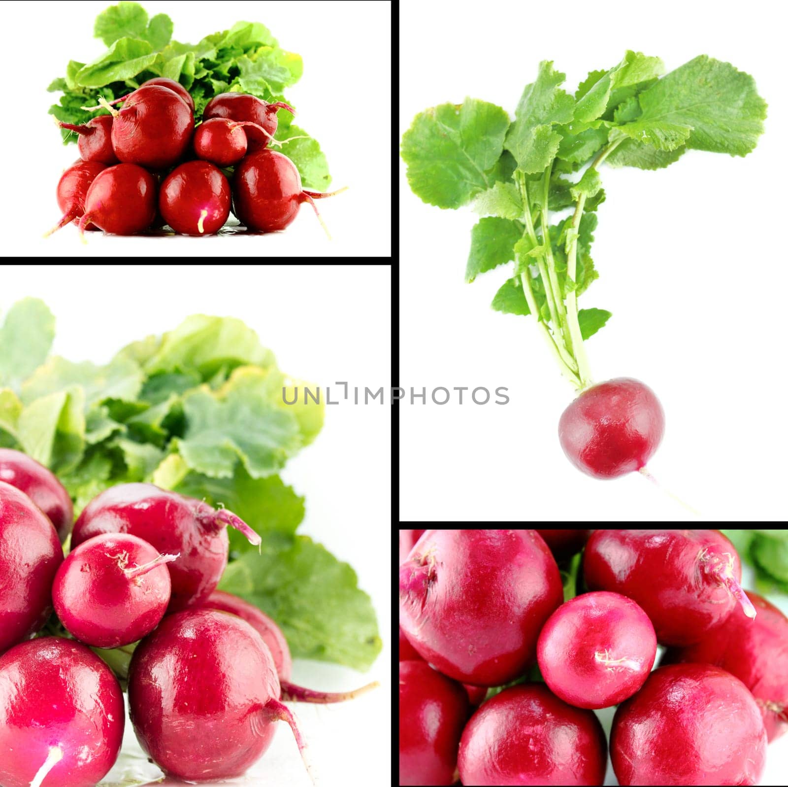 Healthy and organic food, Set of fresh Small garden red radish.