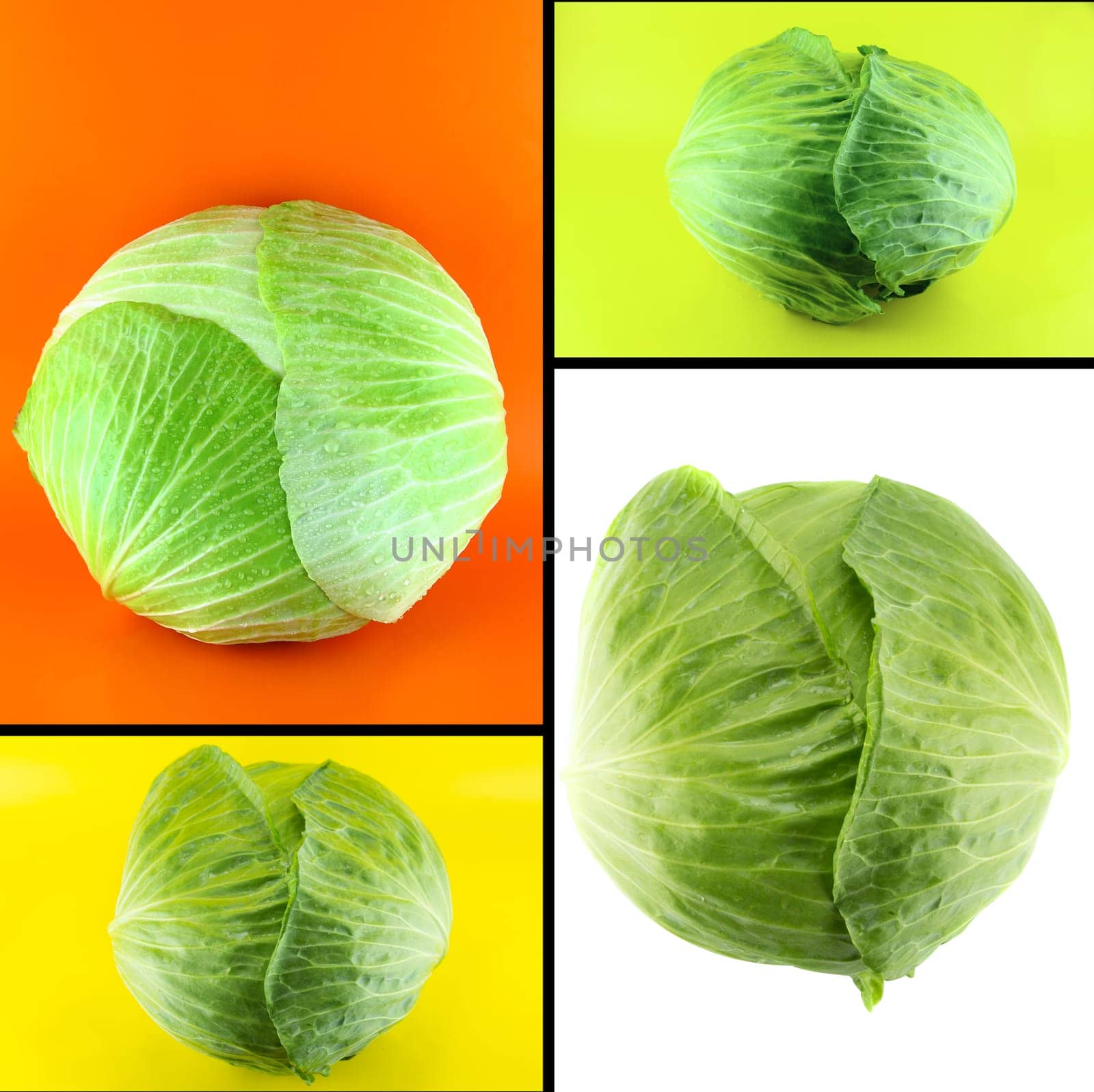 Healthy and organic food, Set of fresh  green cabbage.