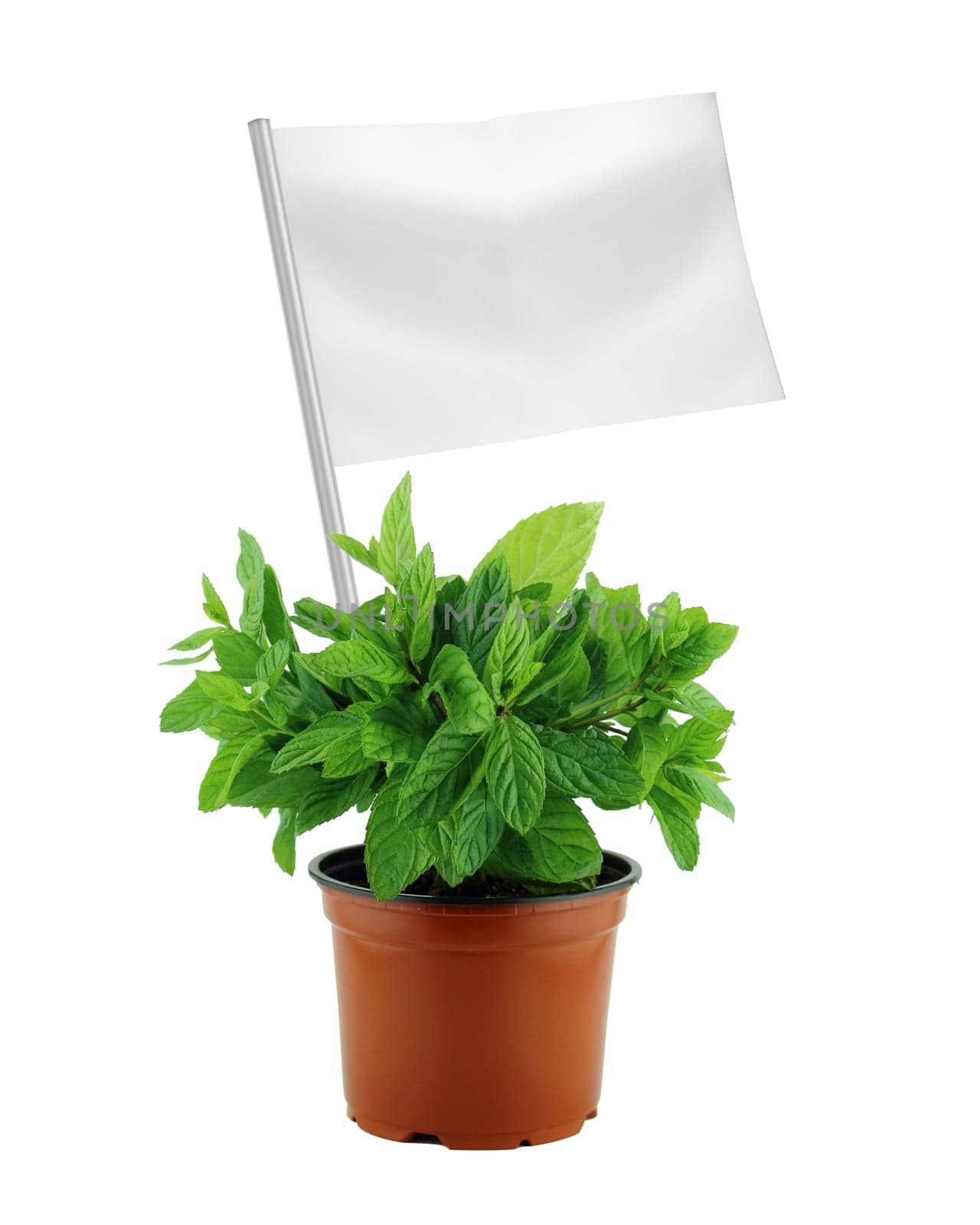 Healthy and organic food concept. Fresh mint plant in pot with flag showing the benefits or the price of fruits.