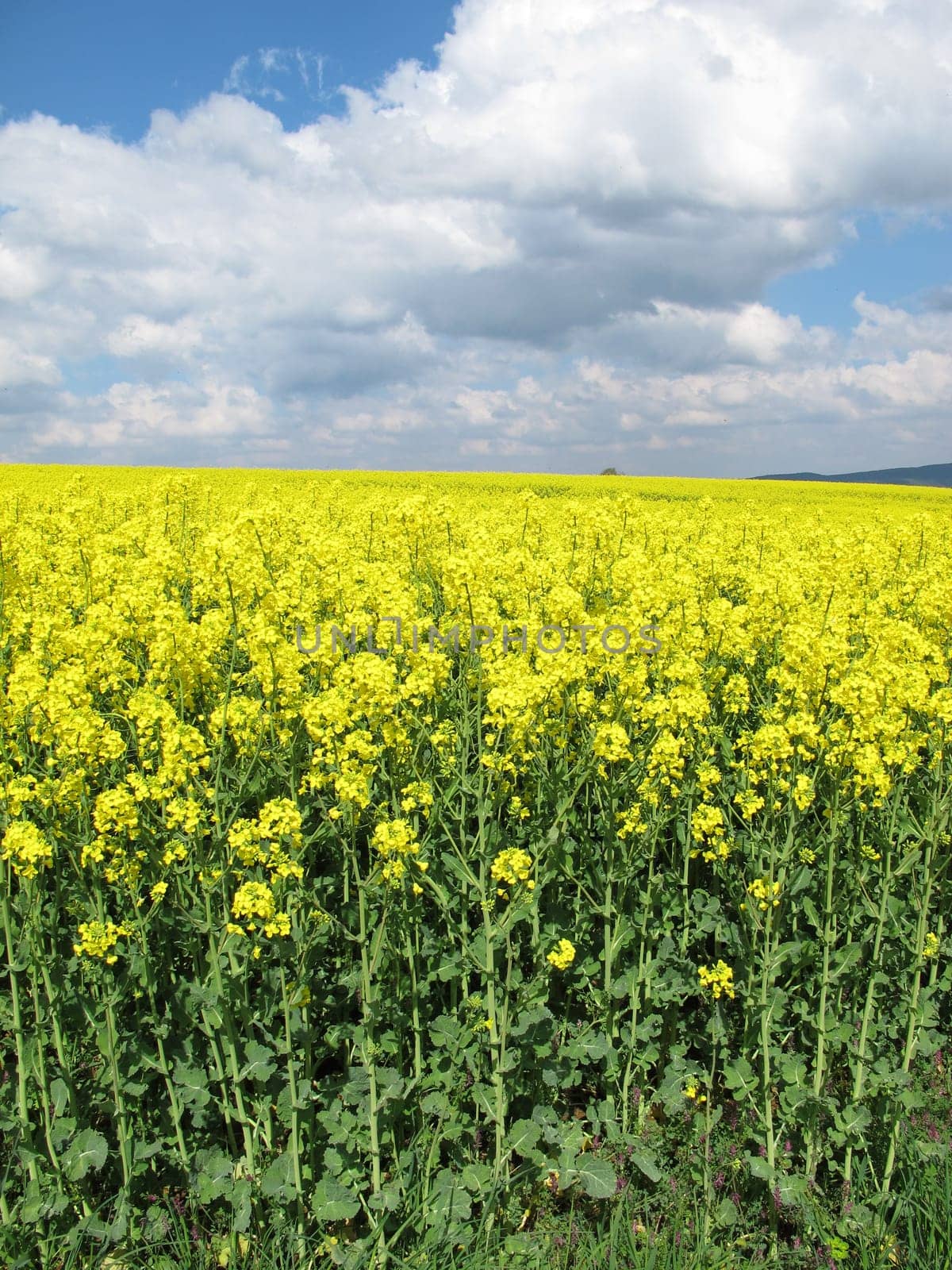 Blooming rapeseed field