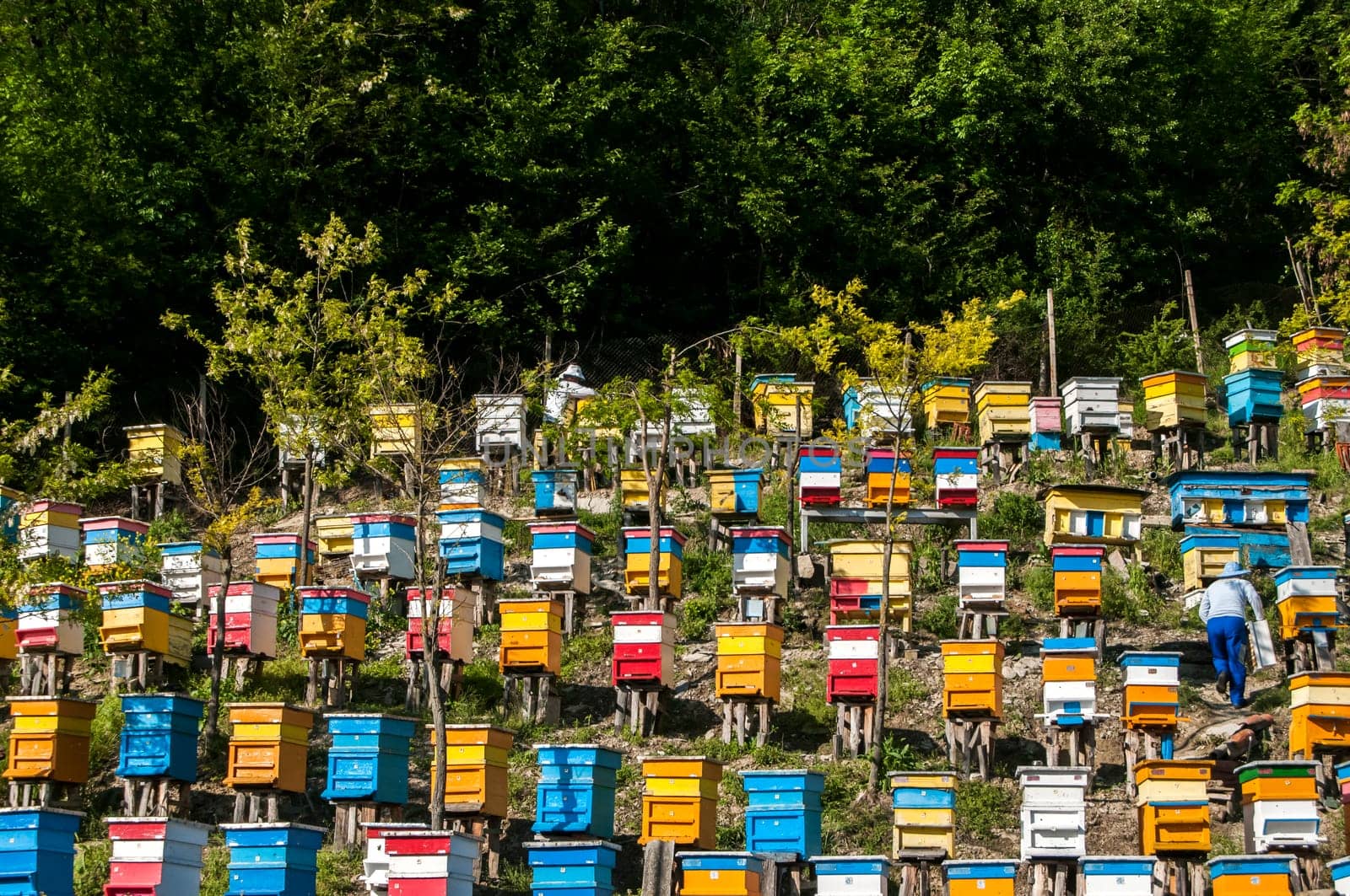 Colored wooden beehives on mountain forest slope