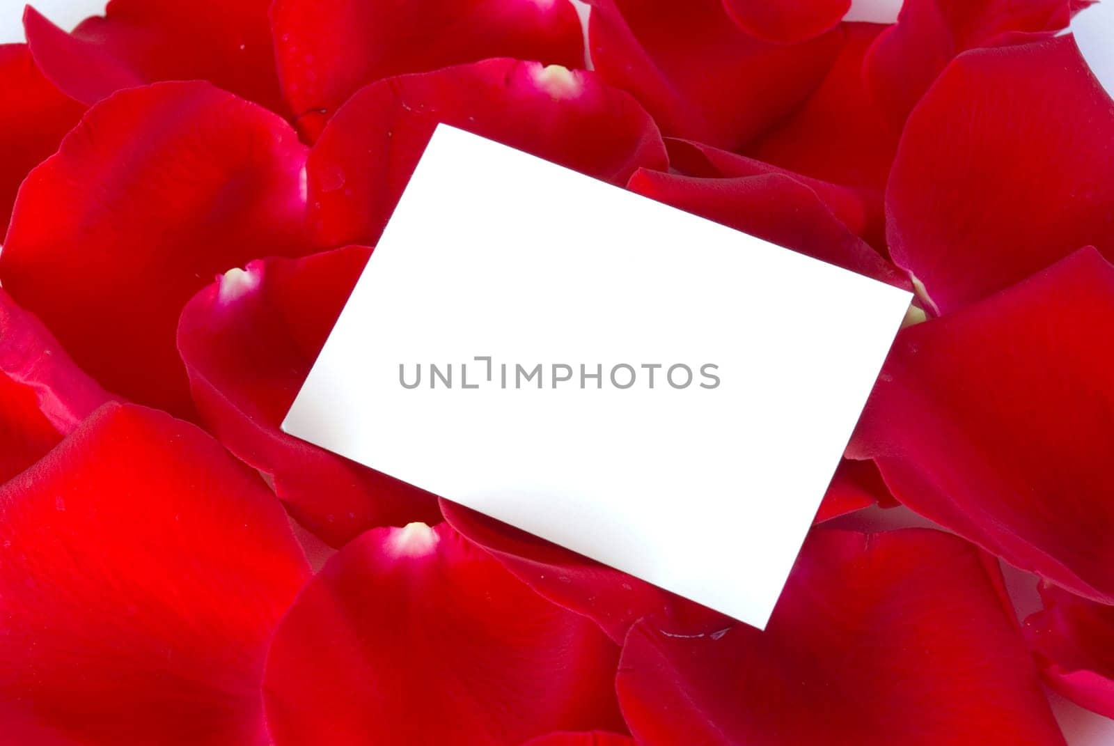 message on a petals rose