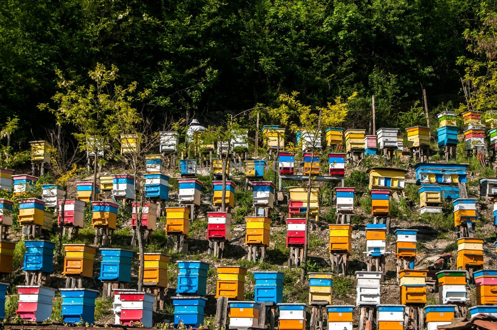 Colored wooden beehives on mountain forest slope
