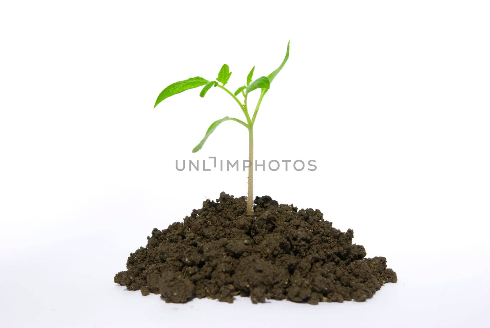 Little green plant on white background