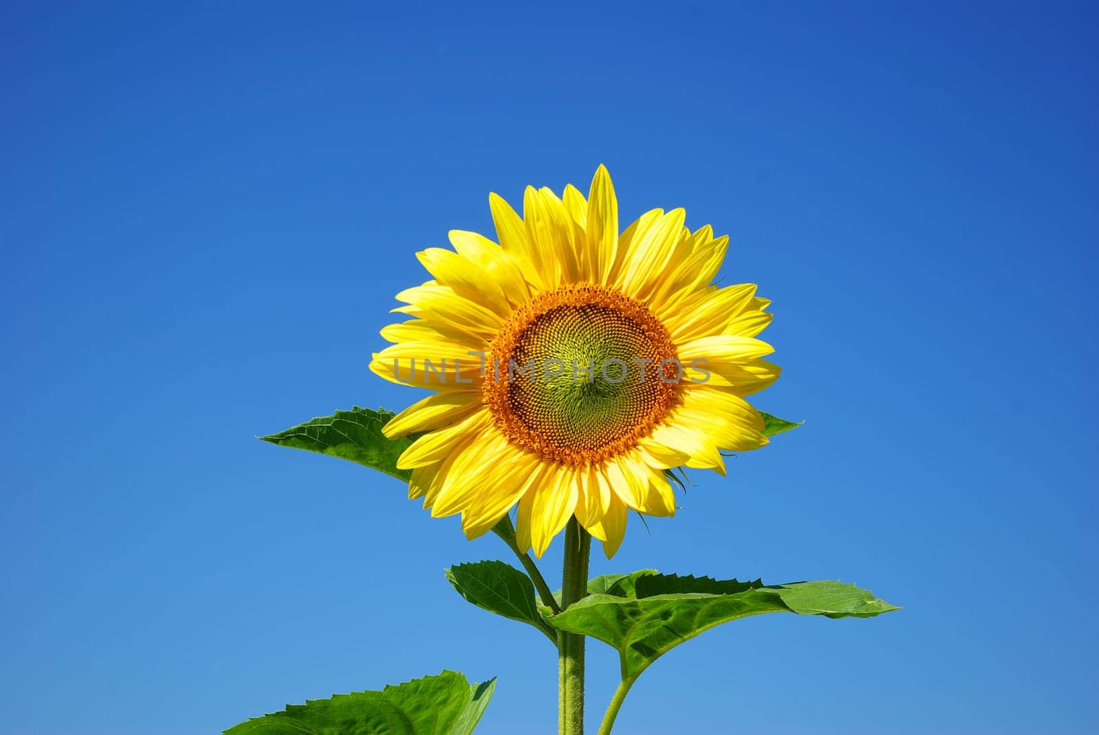 Yellow sunflower in summer afield with blue sky