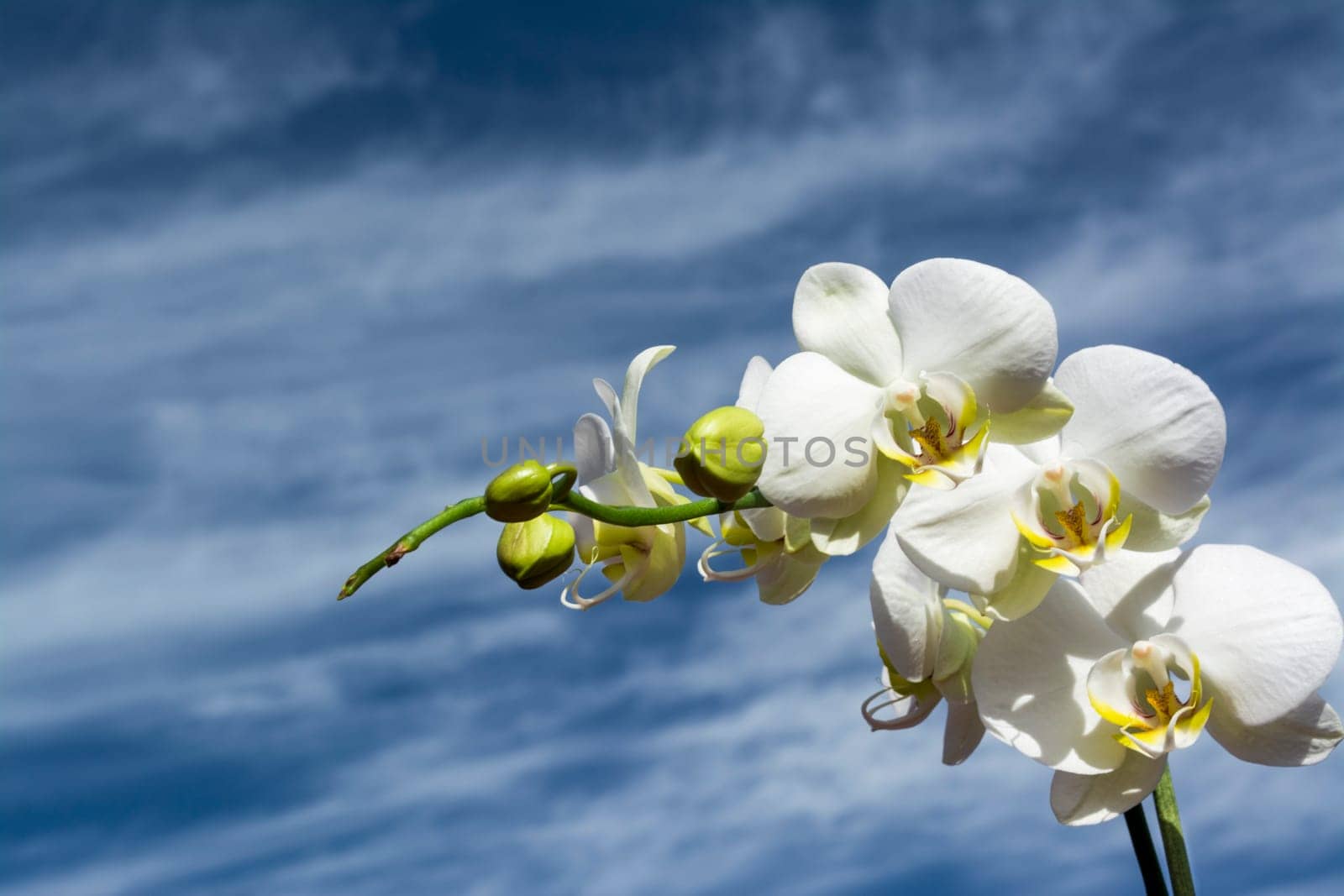 White orchid with yellow details and blue cloudy sky