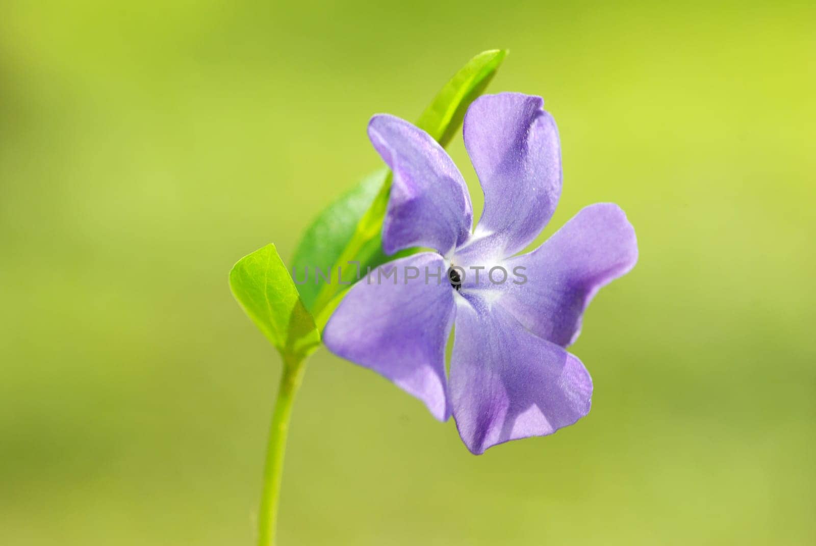 blue spring flower on the field