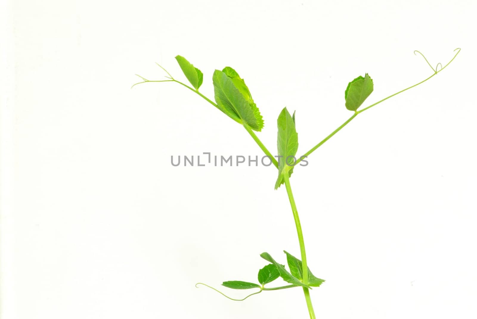 beautiful young plant on a white background