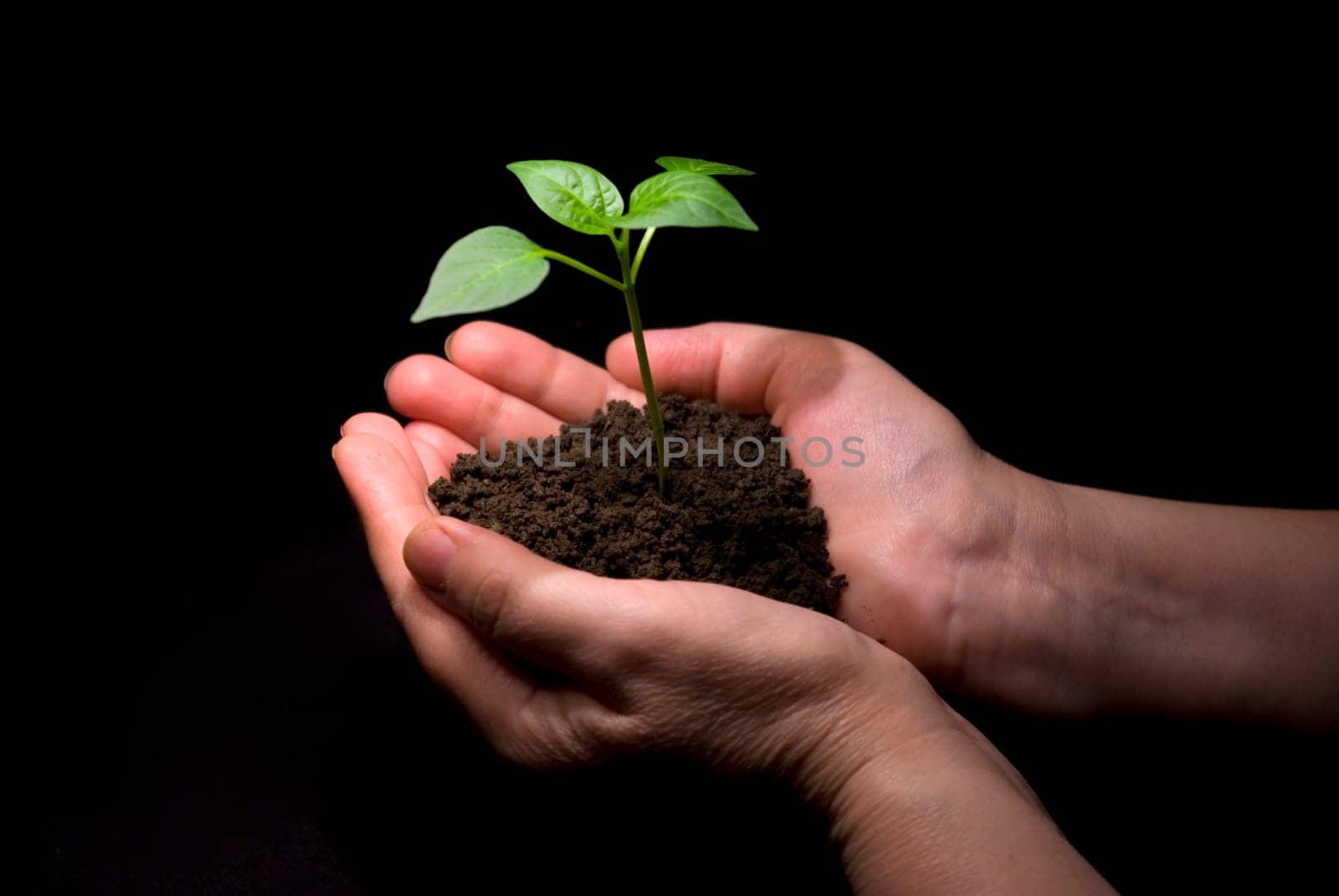 Hands holding sapling in soil