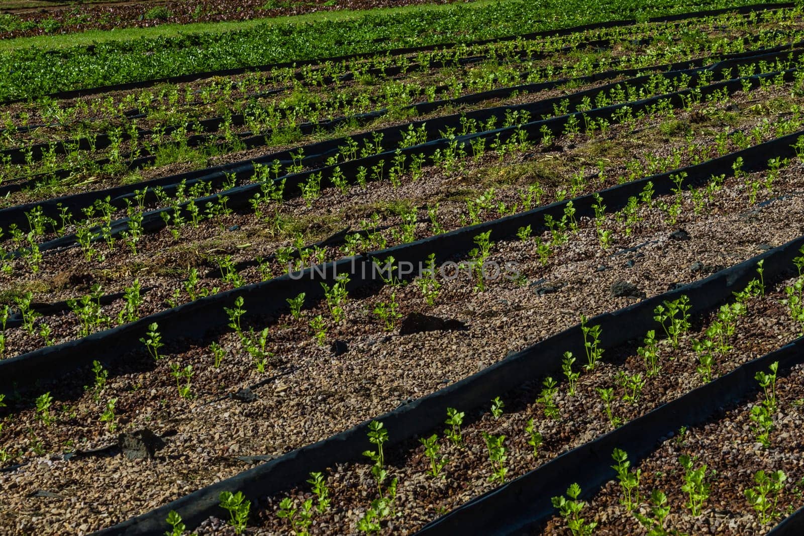 Hydroponic organic farming agriculture of seedlings vegetables and herbs growing in stones water supplied lanes.