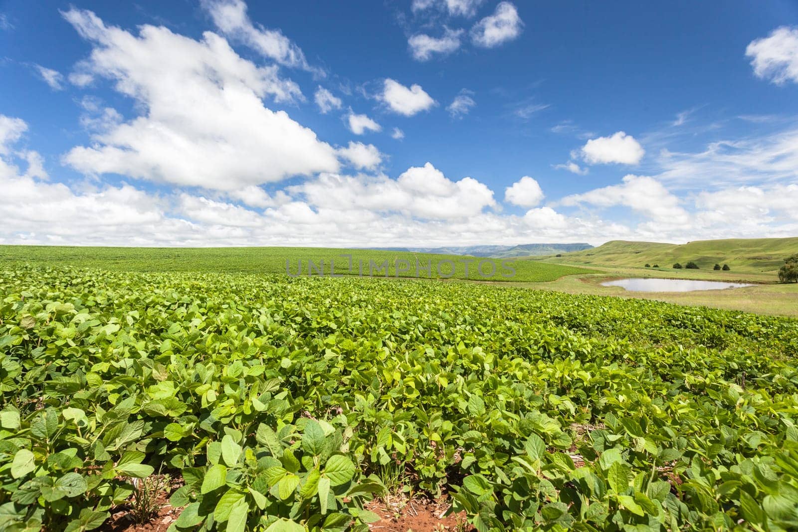 Summer mountain farming vegetable planted crop growing high rural mountains.