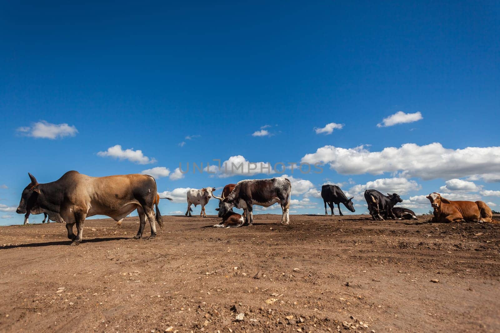Cows cattle animals standing on bare barren earth with industrial encroachment against blue sky.