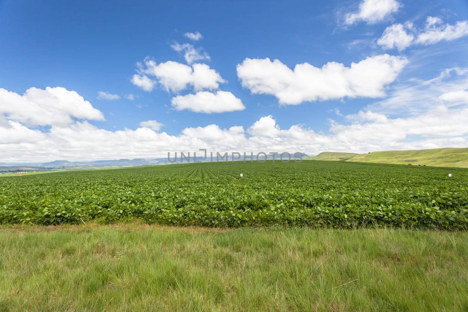 Summer mountain farming vegetable planted crop growing high rural mountains.