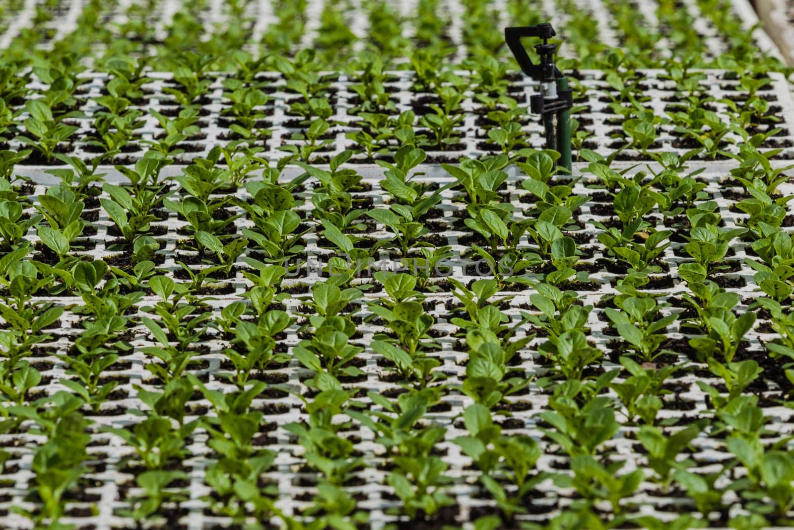 Hydroponic organic farming agriculture of seedlings vegetables and herbs growing in stones water supplied lanes.