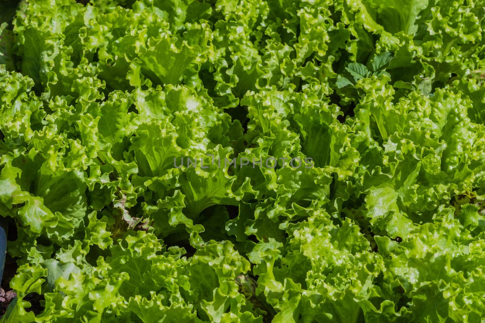 Hydroponic organic farming agriculture of seedlings vegetables and herbs growing in stones water supplied lanes.