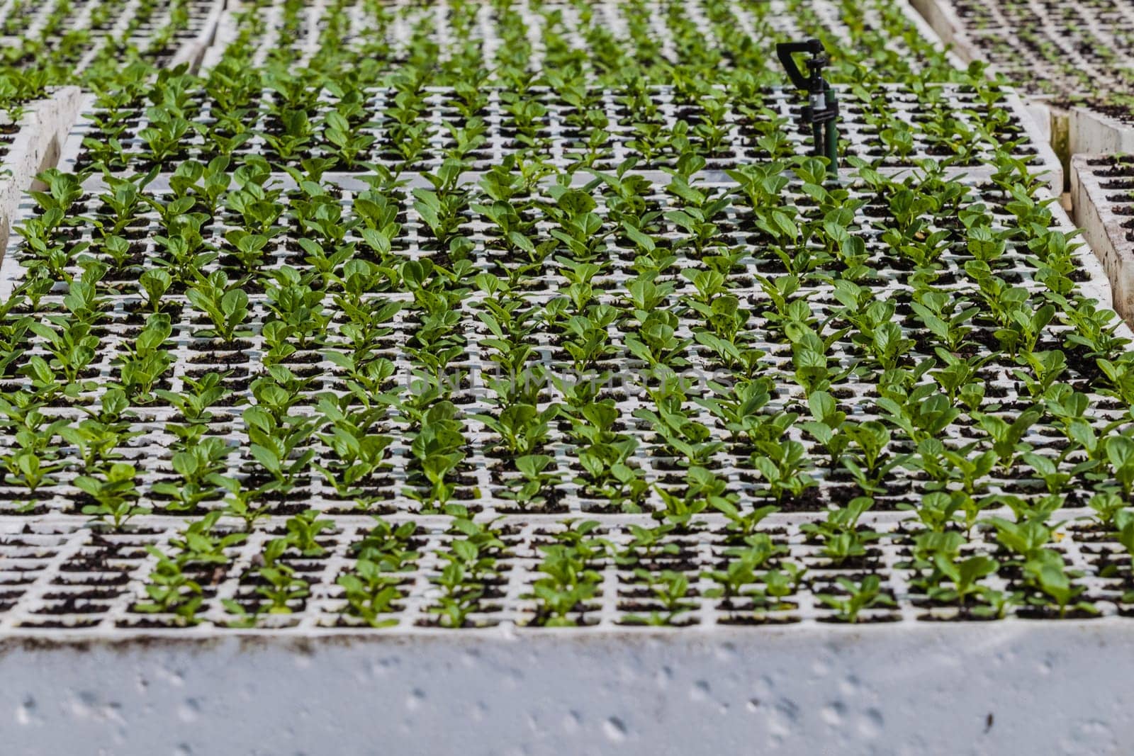Hydroponic organic farming agriculture of seedlings vegetables and herbs growing in stones water supplied lanes.